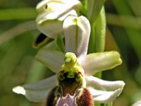 Ophrys splendida 1, Saxifraga-Hans Dekker