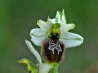 Ophrys splendida 2, Saxifraga-Hans Dekker