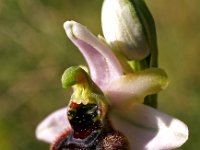Ophrys splendida 3, Saxifraga-Hans Dekker