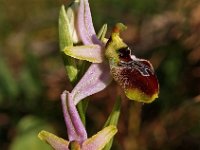 Ophrys splendida 4, Saxifraga-Hans Dekker