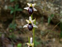 Ophrys splendida 5, Saxifraga-Hans Dekker