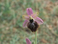 Ophrys splendida 6, Saxifraga-Hans Dekker