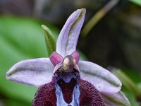 Ophrys spruneri 1, Saxifraga-Harry Jans