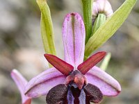 Ophrys spruneri 2, Saxifraga-Harry Jans