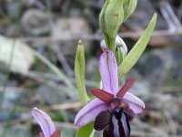 Ophrys spruneri 3, Saxifraga-Harry Jans
