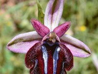 Ophrys spruneri ssp grigoriana 4, Saxifraga-Harry Jans