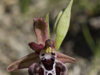 Ophrys spruneri ssp spruneri 5, Saxifraga-Willem van Kruijsbergen