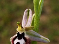 Ophrys straussii 1, Saxifraga-Hans Dekker