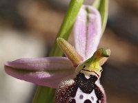 Ophrys straussii 2, Saxifraga-Hans Dekker