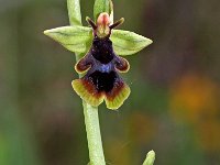 Ophrys subinsectifera 1, Saxifraga-Hans Dekker