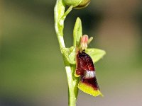 Ophrys subinsectifera 4, Saxifraga-Hans Dekker