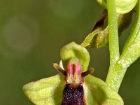 Ophrys subinsectifera 5, Saxifraga-Hans Dekker