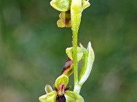 Ophrys subinsectifera 6, Saxifraga-Hans Dekker