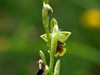 Ophrys subinsectifera 7, Saxifraga-Hans Dekker