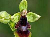 Ophrys subinsectifera 8, Saxifraga-Hans Dekker