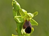 Ophrys sulcata 1, Saxifraga-Hans Dekker
