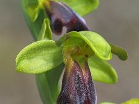 Ophrys sulcata 10, Saxifraga-Hans Dekker