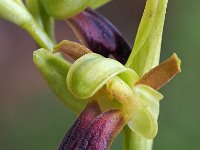 Ophrys sulcata 11, Saxifraga-Hans Dekker