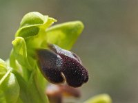 Ophrys sulcata 12, Saxifraga-Hans Dekker