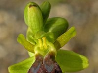 Ophrys sulcata 2, Saxifraga-Hans Dekker