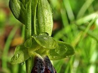 Ophrys sulcata 3, Saxifraga-Hans Dekker