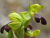 Ophrys sulcata 8, Saxifraga-Hans Dekker