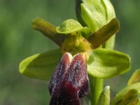 Ophrys sulcata 9, Saxifraga-Hans Dekker