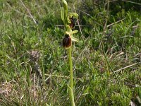 Ophrys tarentina 1, Saxifraga-Rien Schot