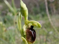 Ophrys tarentina 2, Saxifraga-Rien Schot
