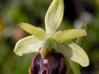Ophrys tarquinia 1, Saxifraga-Hans Dekker
