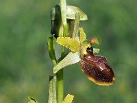 Ophrys tarquinia 10, Saxifraga-Hans Dekker