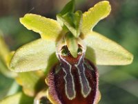 Ophrys tarquinia 11, Saxifraga-Hans Dekker
