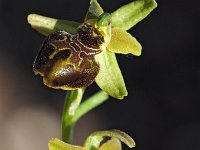 Ophrys tarquinia 2, Saxifraga-Hans Dekker
