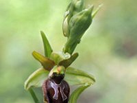Ophrys tarquinia 3, Saxifraga-Hans Dekker