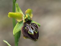 Ophrys tarquinia 4, Saxifraga-Hans Dekker