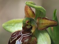 Ophrys tarquinia 5, Saxifraga-Hans Dekker