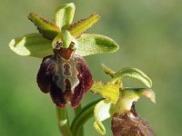 Ophrys tarquinia 6, Saxifraga-Hans Dekker