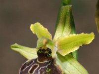 Ophrys tarquinia 7, Saxifraga-Hans Dekker