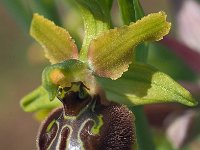 Ophrys tarquinia 8, Saxifraga-Hans Dekker