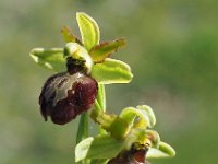 Ophrys tarquinia 9, Saxifraga-Hans Dekker
