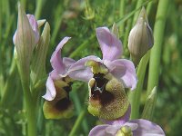 Ophrys tenthredinifera 1, Saxifraga-Jan van der Straaten