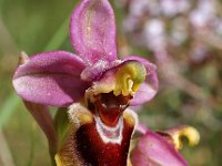 Ophrys tenthredinifera 10, Saxifraga-Hans Dekker