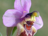 Ophrys tenthredinifera 100, Saxifraga-Hans Dekker