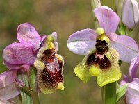 Ophrys tenthredinifera 101, Saxifraga-Hans Dekker