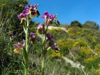 Ophrys tenthredinifera 102, Saxifraga-Ed Stikvoort
