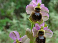 Ophrys tenthredinifera 103, Saxifraga-Ed Stikvoort