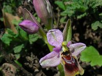 Ophrys tenthredinifera 105, Saxifraga-Ed Stikvoort
