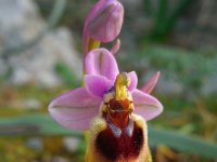 Ophrys tenthredinifera 106, Saxifraga-Ed Stikvoort