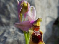 Ophrys tenthredinifera 107, Saxifraga-Ed Stikvoort