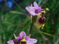 Ophrys tenthredinifera 108, Saxifraga-Ed Stikvoort